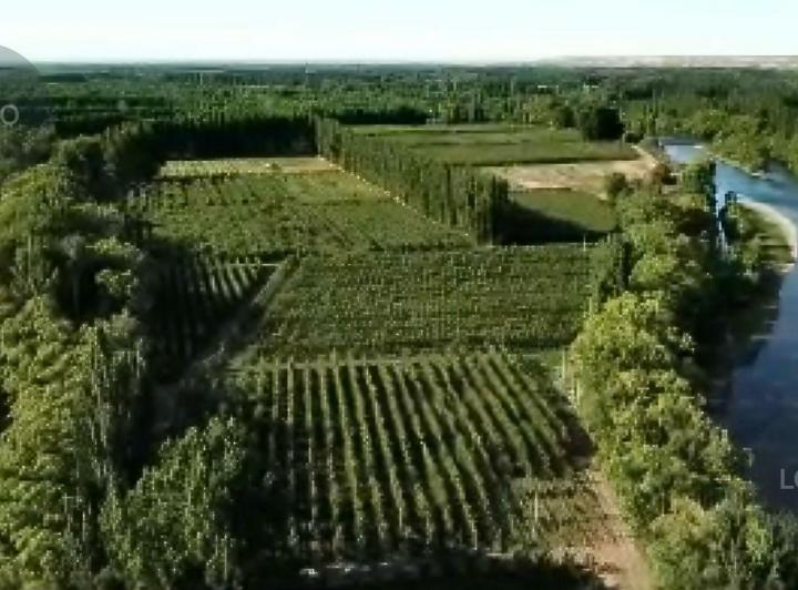 Campo · 65ha