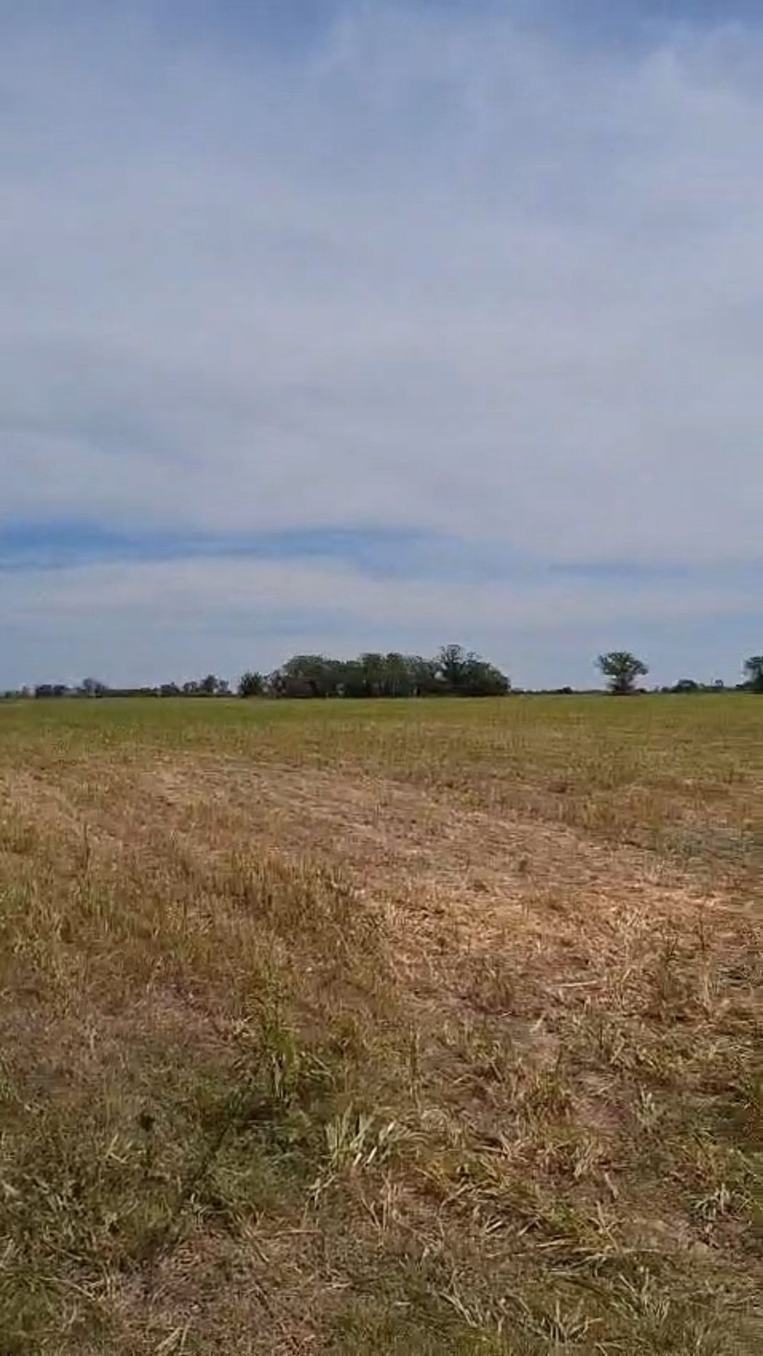 VENTA DE CAMPO GANADERO EN FELICIA