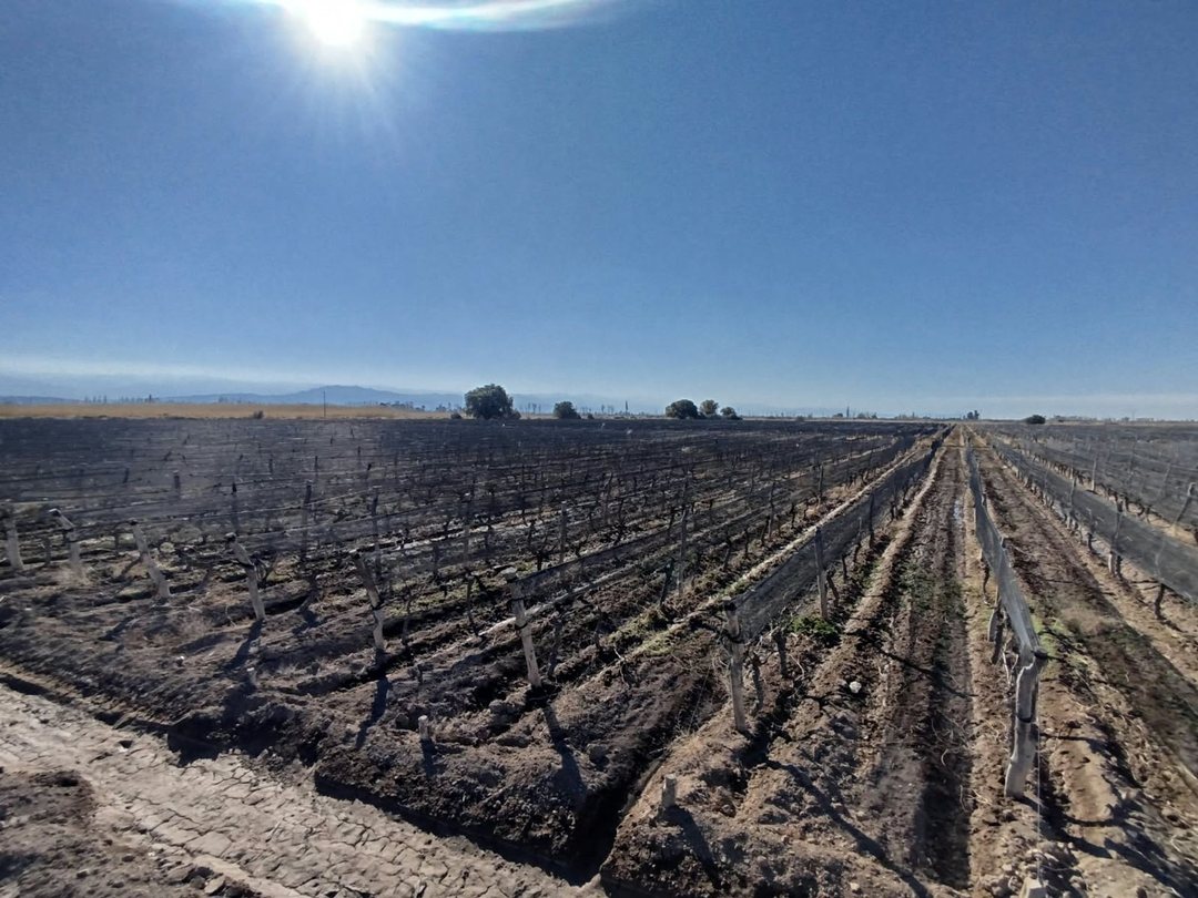 Oportunidad excelente finca productiva de 75 Has