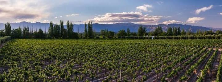 Campo · 70ha