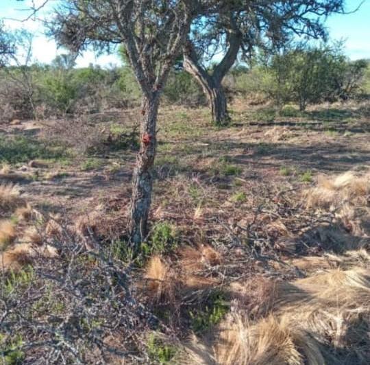 Terreno · 2000m²