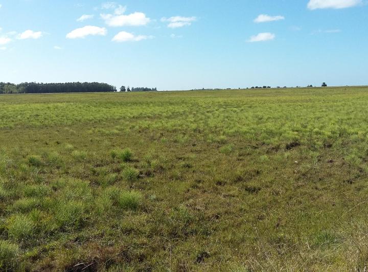 Campo · 1m²