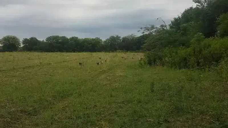 CAMPO - PASO VIEJO - AGRICOLA GANADERO - 52HAS - ESCUCHO OFERTAS