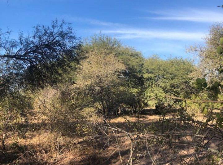 Campo · 2500ha