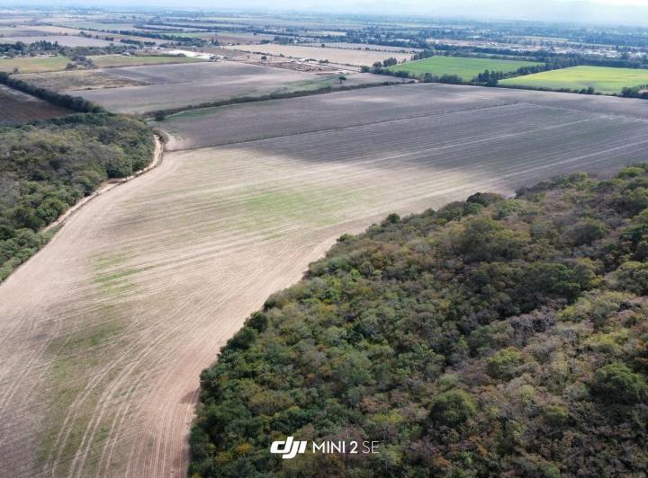 Campo · 240000ha