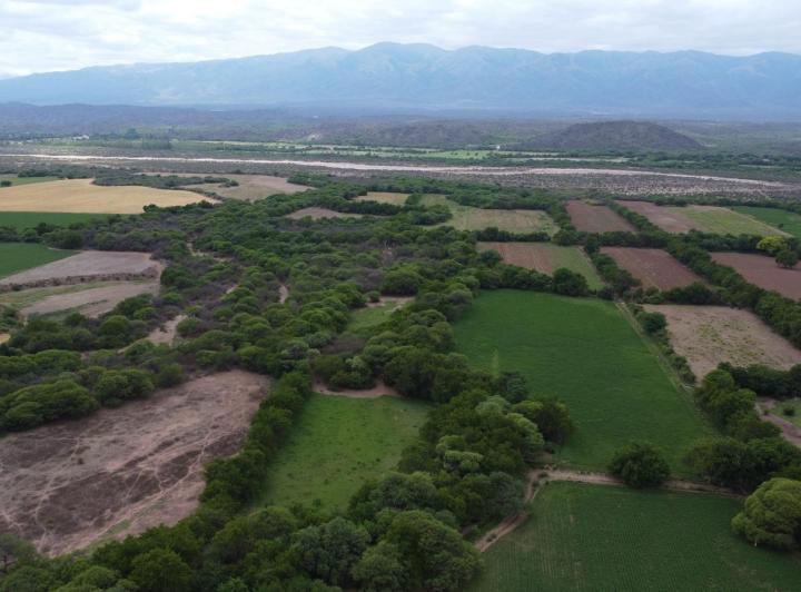 Campo · 100ha