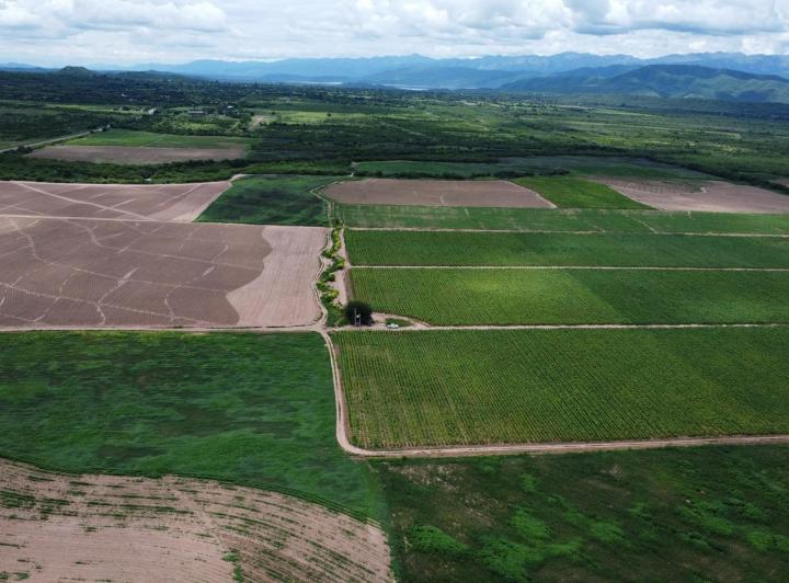 Campo · 15000000ha