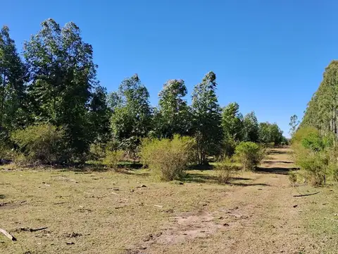 Campo en Venta en Pedernal, Concordia