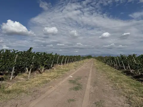 Campo en Venta en Chachingo, Maipú