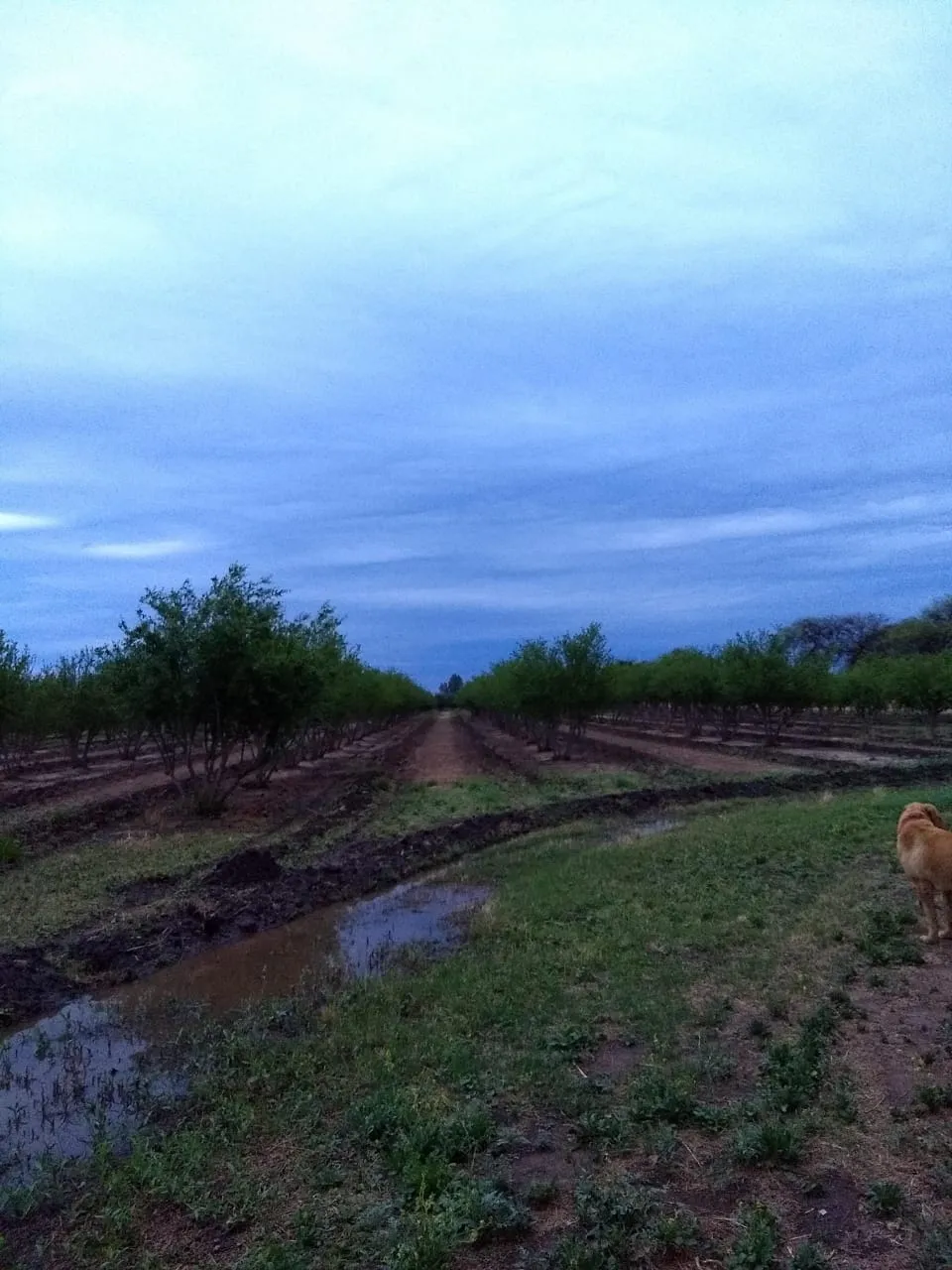 Se vende campo de 50 Has agricolas