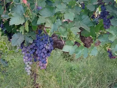 Terreno en Venta en Villa San José de Vinchina, Vinchina