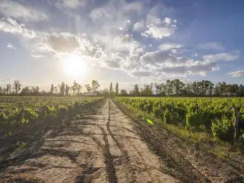Campo en Venta en Ugarteche, Luján de Cuyo