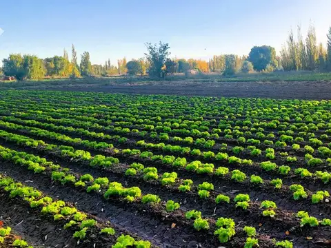 Campo en Venta en Cinco Saltos, General Roca